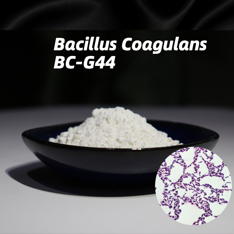 Heat-resistant probiotics:Bacillus Coagulans