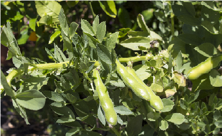 Proteínas vegetales de BENEO 